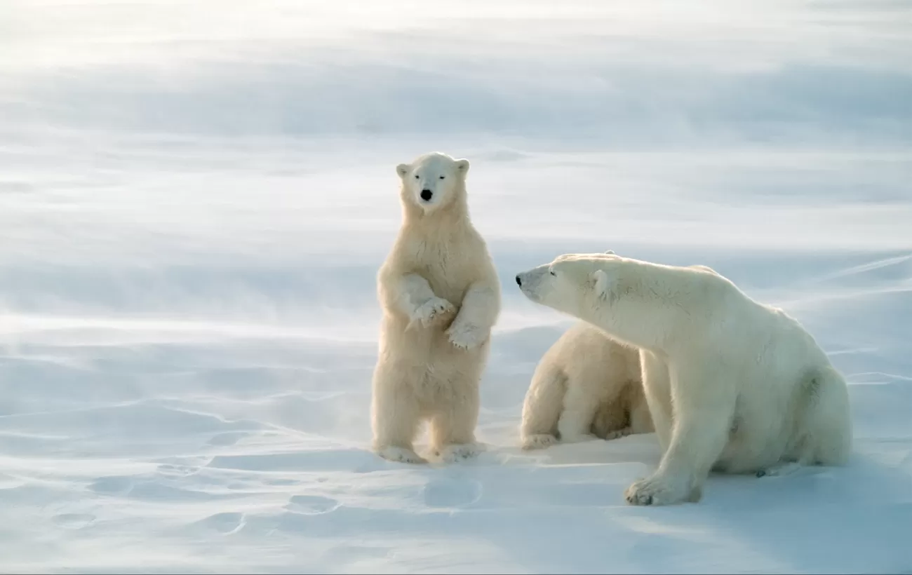 The best time to see polar bears - Natural World Safaris