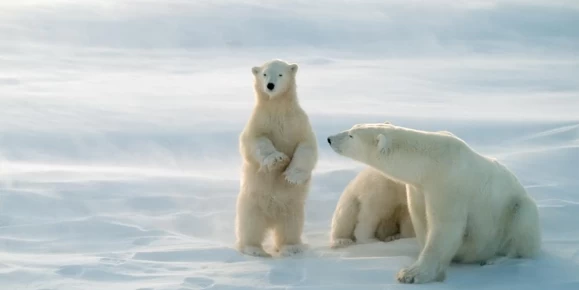 A mother polar bear and her young relax on the Arctic landscape