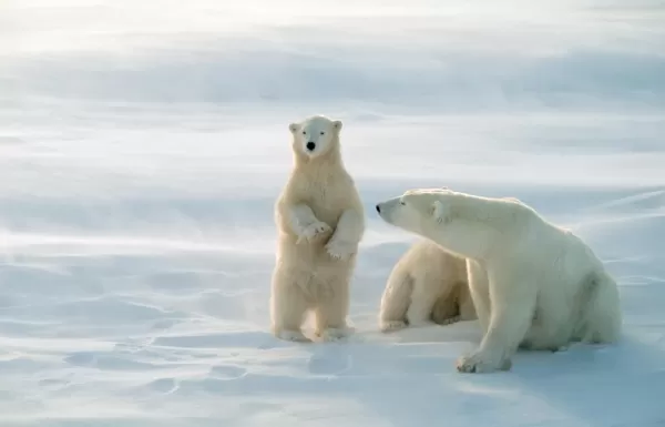 A mother polar bear and her young relax on the Arctic landscape