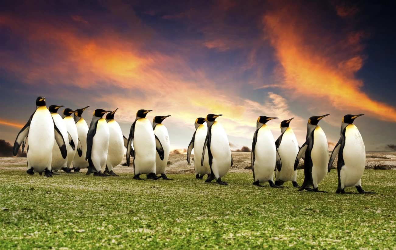 A group of penguins in the Falkland Islands