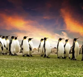 A group of penguins in the Falkland Islands