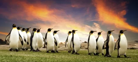 A group of penguins in the Falkland Islands