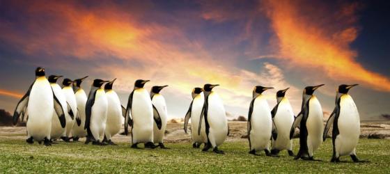 A group of penguins in the Falkland Islands