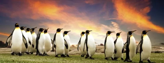 A group of penguins in the Falkland Islands