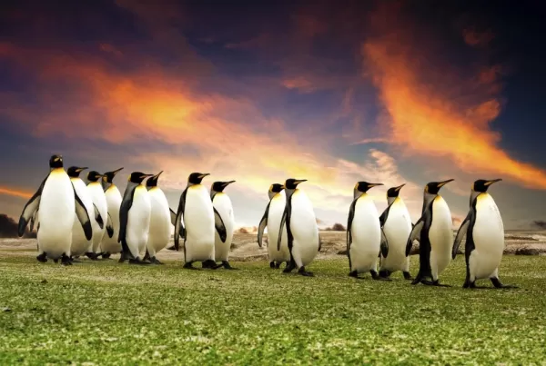 A group of penguins in the Falkland Islands