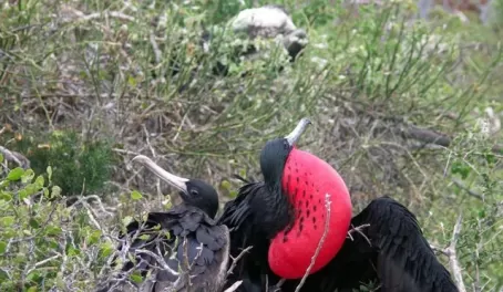 Male frigatebird puffing out, trying to attract the ladies