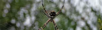 A large Ecuadorian spider