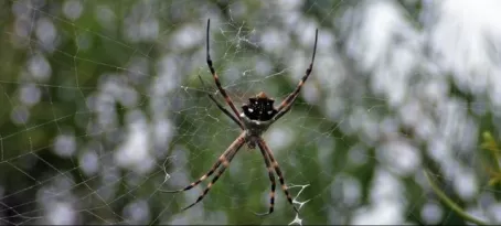 A large Ecuadorian spider