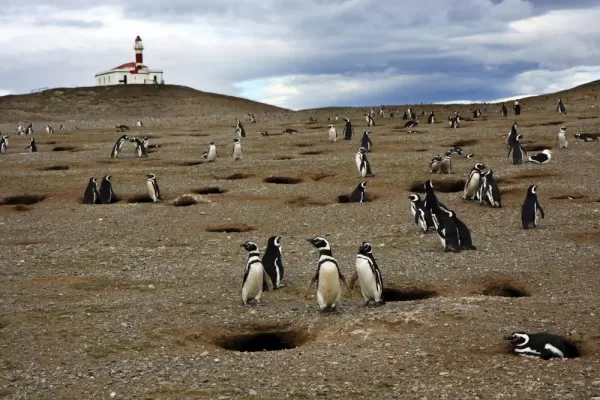 Interact with Magellan Penguins on Magdalena Island