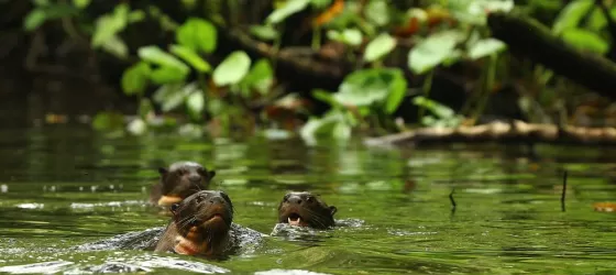 Napo Wildlife Center
