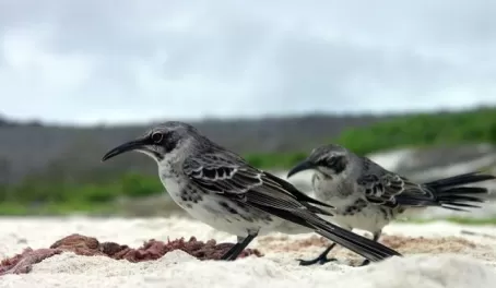 Mockingbirds feeding on the placenta of a sea lion
