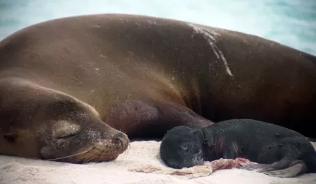 Mother and baby sea lion