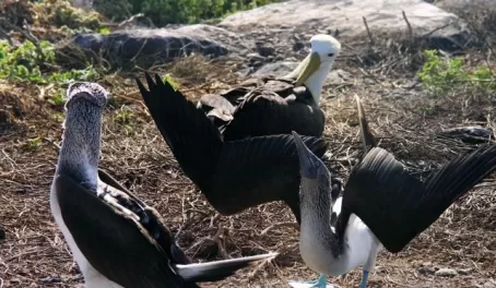 boobies and albatross