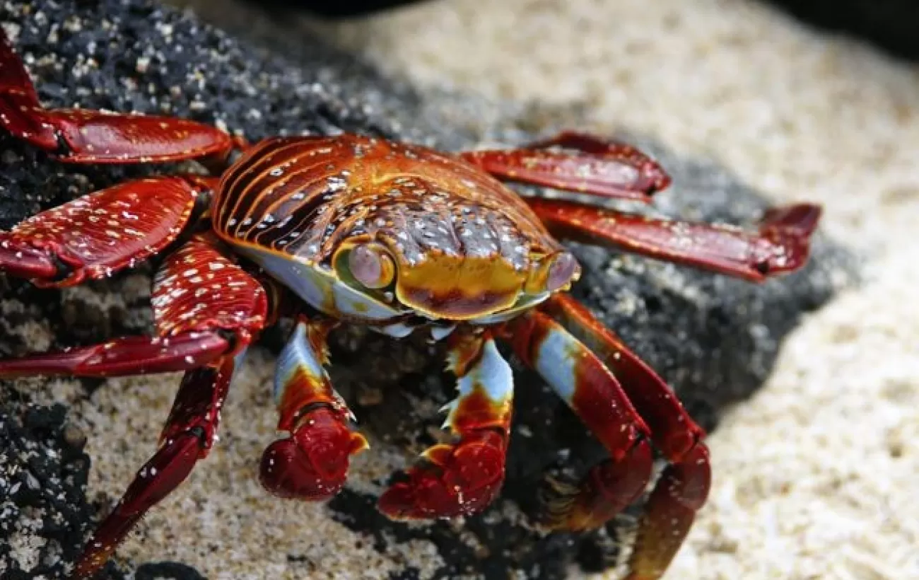 Sally Lightfoot Crab