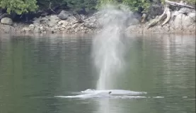 Humpback whales spouting