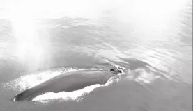 whales surface next to the boat
