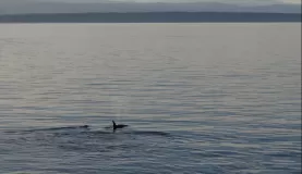 Orca lead the way down the coast