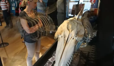 At the whale museum in Friday Harbor