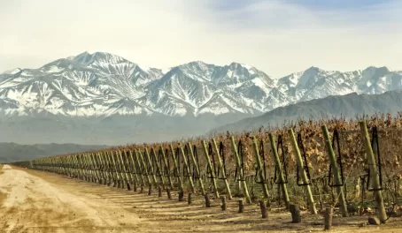 Explore vineyard in the mountains