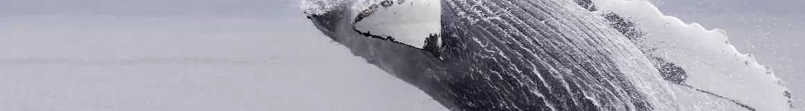 A humpback whale breaches from Alaskan waters