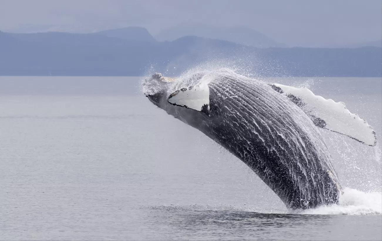 A humpback whale breaches from Alaskan waters