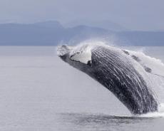 A humpback whale breaches from Alaskan waters