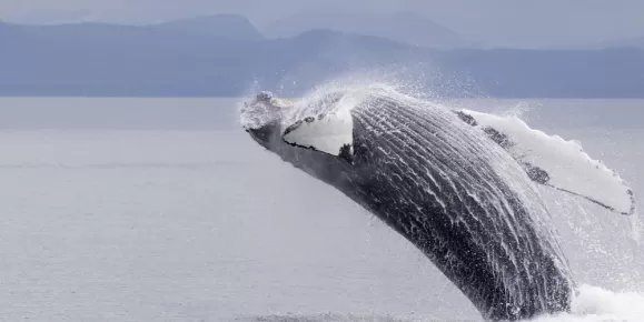 A humpback whale breaches from Alaskan waters