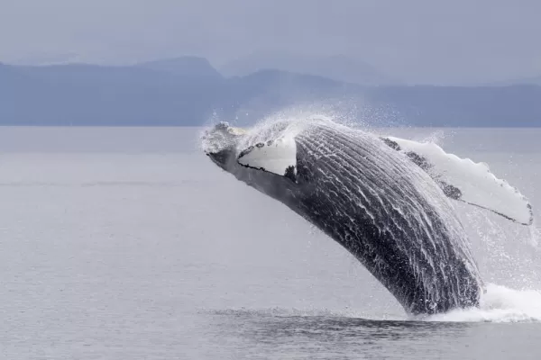 A humpback whale breaches from Alaskan waters