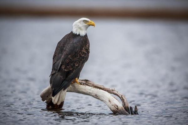 A bald eagle rests off the shore A bald eagle rests off the shore