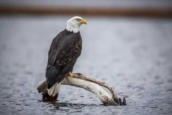 A bald eagle rests off the shore