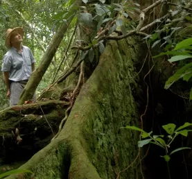 Explore the jungles of Costa Rica.