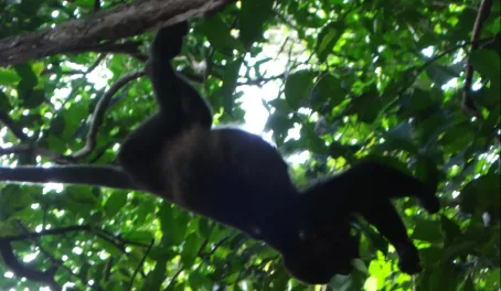 Monkey in Panama