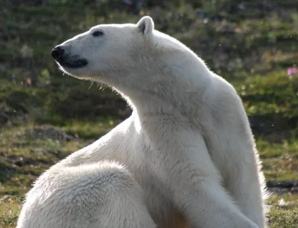 View polar bears as you explore the Arctic