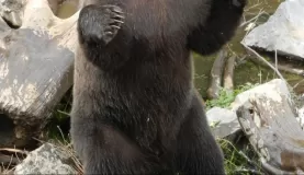 Witness the amazing grizzly bear up close at the Fortress of the Bear