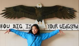 Compare your wingspan to the bald eagle