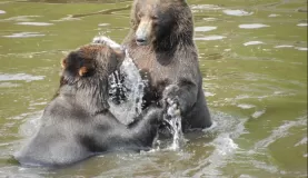 Watch as these grizzly bears play in the water