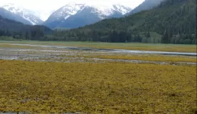 The Alaska landscape is unique and beautiful