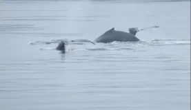 Whales moving through the cold Alaskan waters