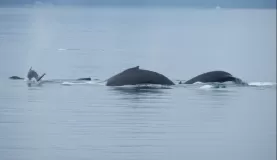 Whales swimming through the waters of Alaska