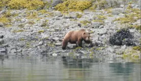 A grizzly bear wanders the shore