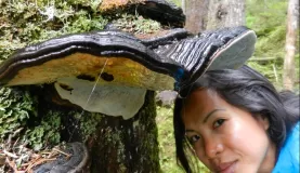 Look at the incredible fungus growing from this tree