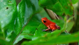 A Poison Dart Frog sits on a bright green leaf.