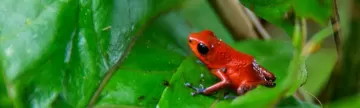 A Poison Dart Frog sits on a bright green leaf.