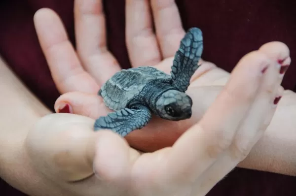 A person hold a little baby turtle in their hands.