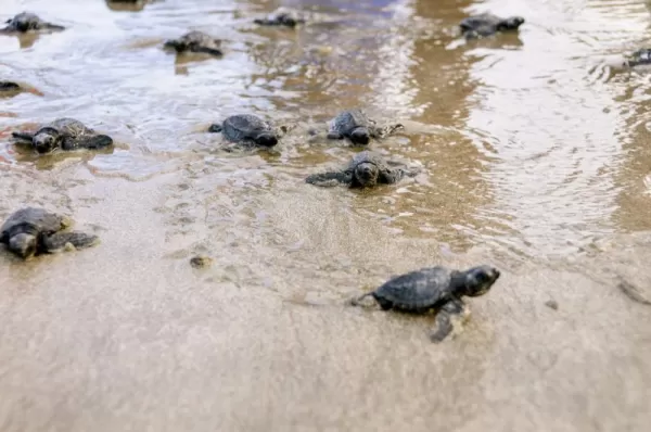 An abundance of baby sea turtles make their way back to the ocean.