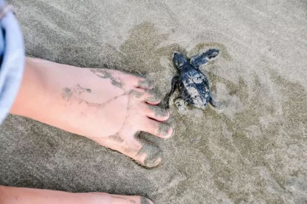 Gadge the size of this baby sea turtle wandering the beach.