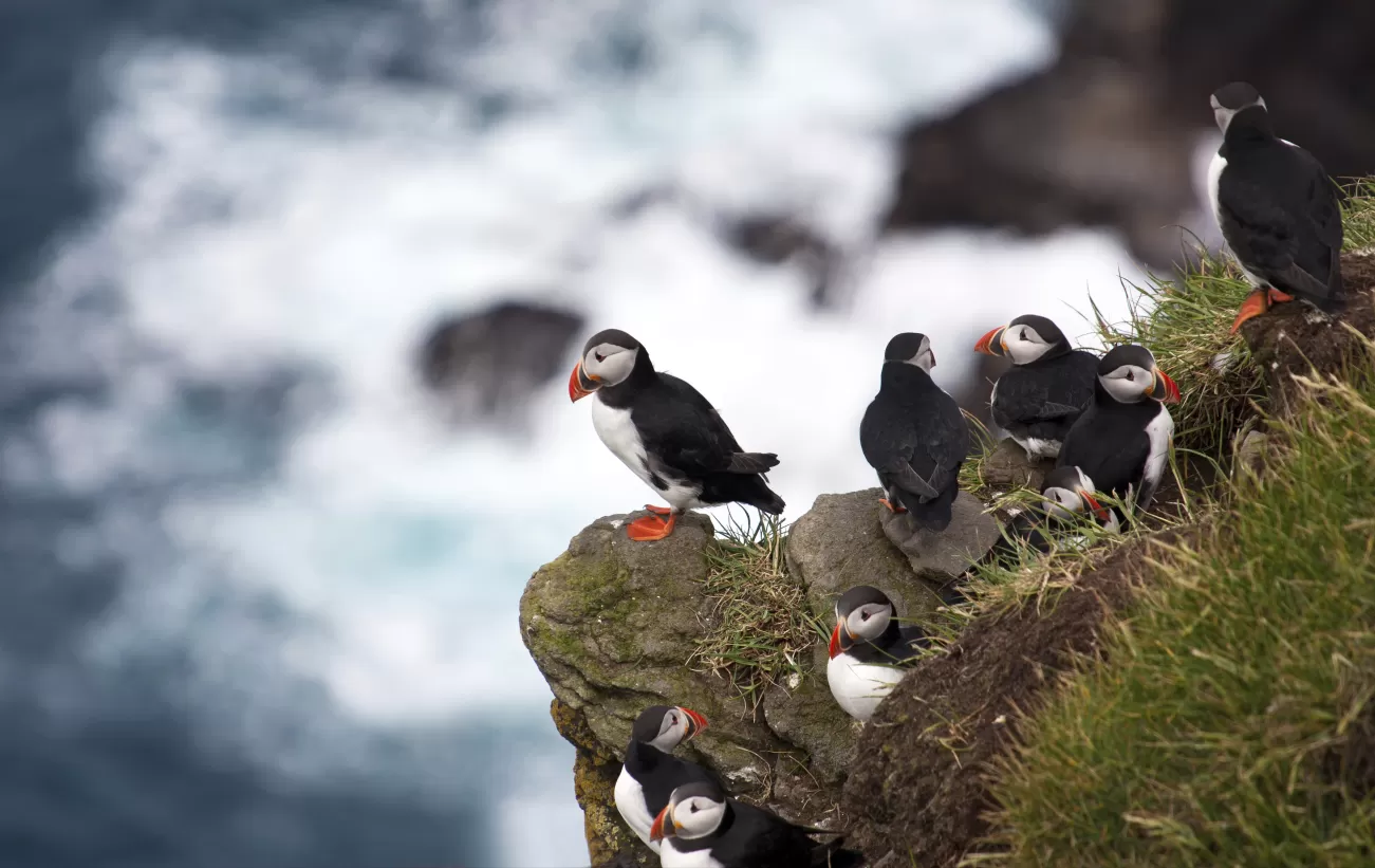 A group of puffins sit on the side of a cliff overlooking the ocean.