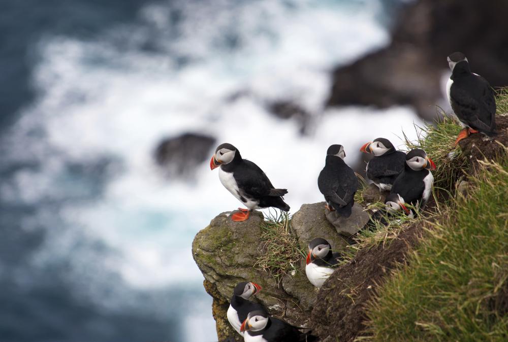 Puffin Facts & Information Guide - Aurora Expeditions™