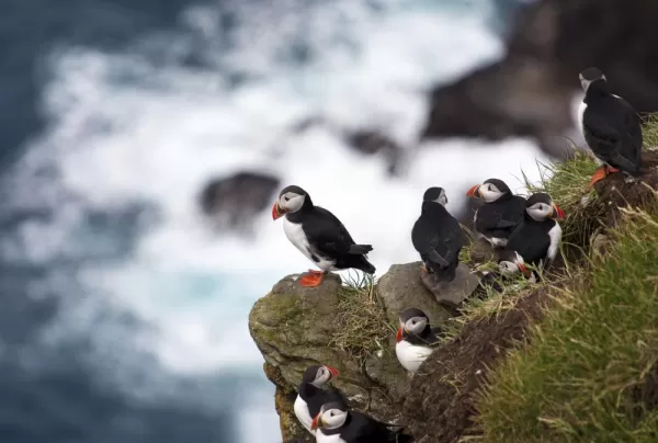 A group of puffins sit on the side of a cliff overlooking the ocean.