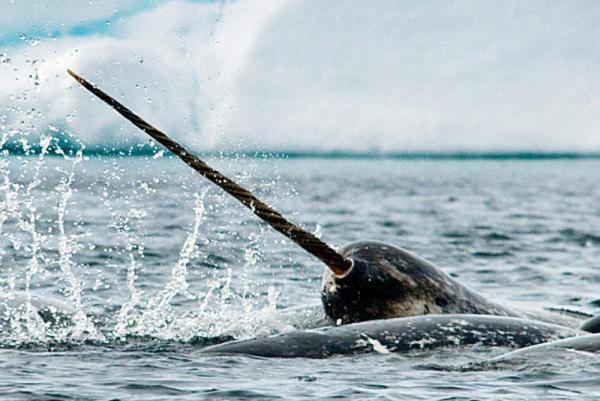 Arctic Tour - Narwhal & Polar Bear Safari Arctic Trip